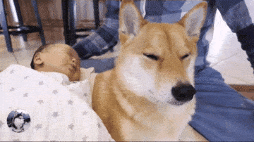 柴犬照顾小宝宝,比女主人还有耐心,哄娃的方法哪儿学的?