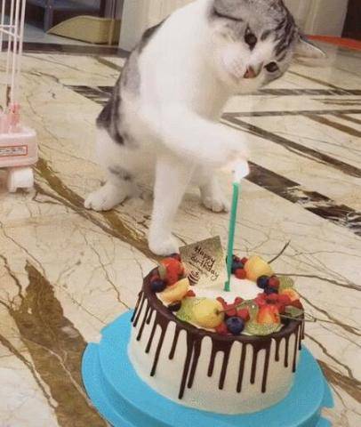 猫咪过生日,主人让猫咪对着蜡烛许愿,猫咪一巴掌把蜡烛扇灭了