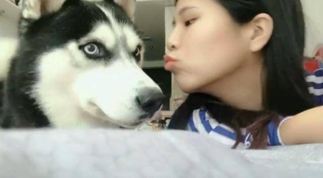 哈士奇突然被美女主人亲了一下,愣了3秒后,哈士奇的表情炸了
