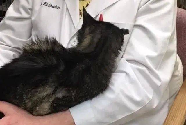 网友街上偶遇一只流浪猫,送到收容站后,遇到了默默等待的好心人