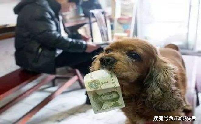 如果家里有狗,东西一定要收拾好,尤其是这5件东西