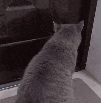 这只抗拒摆摊的猫,在被一群小姐姐亲过后,现在却主动要求出摊