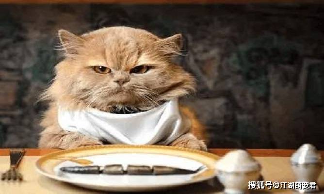 当了铲屎官以后,想要猫咪长寿,可以试试这5招