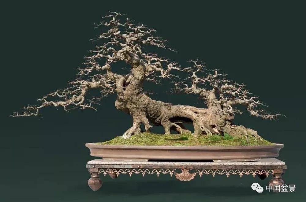 朴树盆景,别具特色!