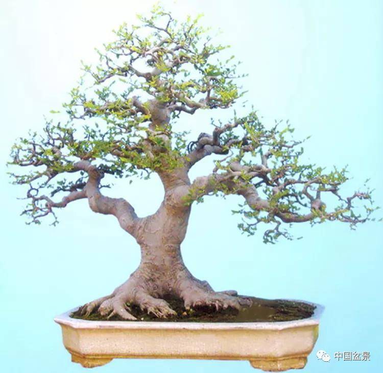 朴树盆景,别具特色!
