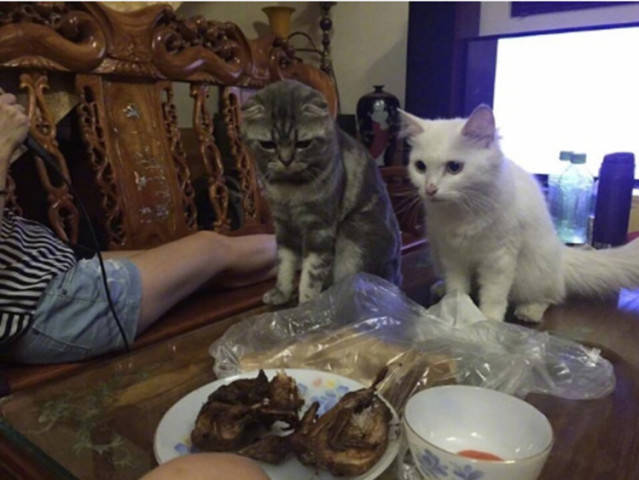 主人津津有味吃烤鸡,猫咪冷不丁动手抢走,下一幕让人哭笑不得