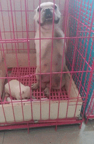 狗妈不让主人摸狗崽,一直拜托不要碰,担心孩子被卖!