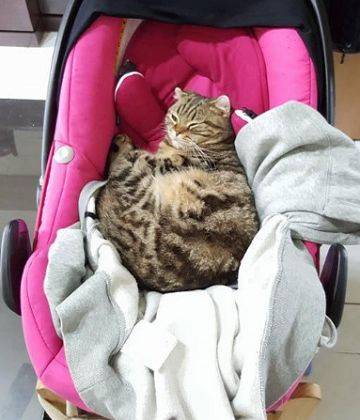 猫咪总对婴儿虎视眈眈,主人最初担心不已,直到瞧见这一幕