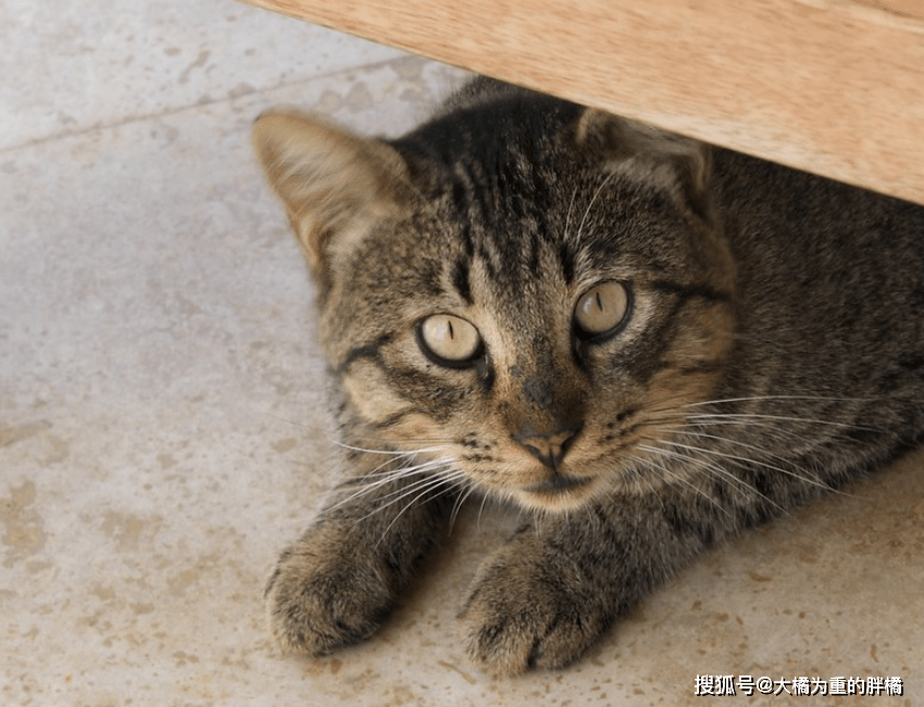 狸花猫在外玩耍三天,回家时却带着一张纸条,原因让人哭笑不得