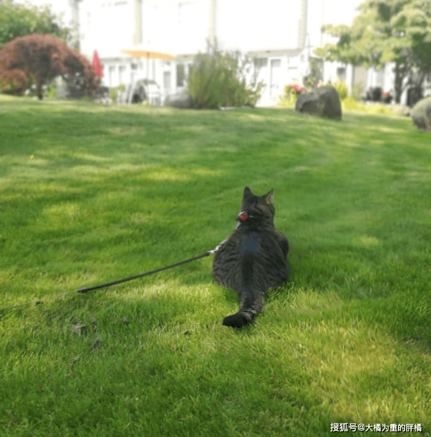 狸花猫在外玩耍三天,回家时却带着一张纸条,原因让人哭笑不得