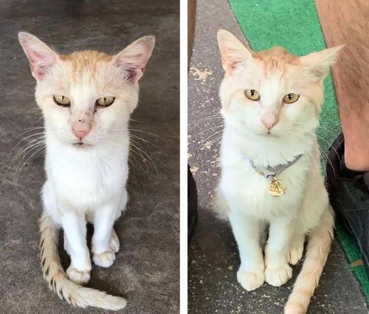 15只猫咪收养前后的对比图,看完后满满的惊喜和感动!