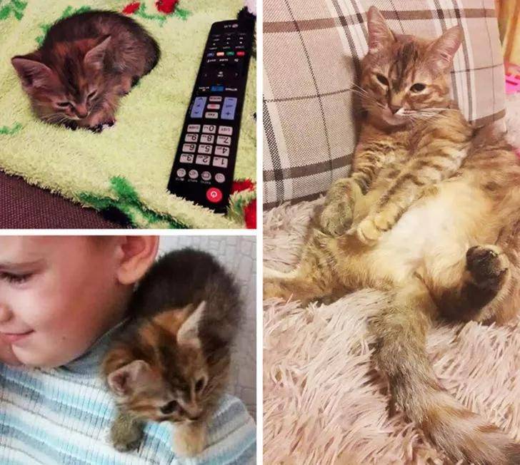15只猫咪收养前后的对比图,看完后满满的惊喜和感动!