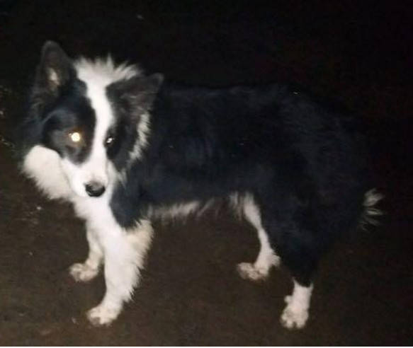 边牧犬半夜流浪到农村 身上还缠着大铁链 知道原因后村民都愤怒了