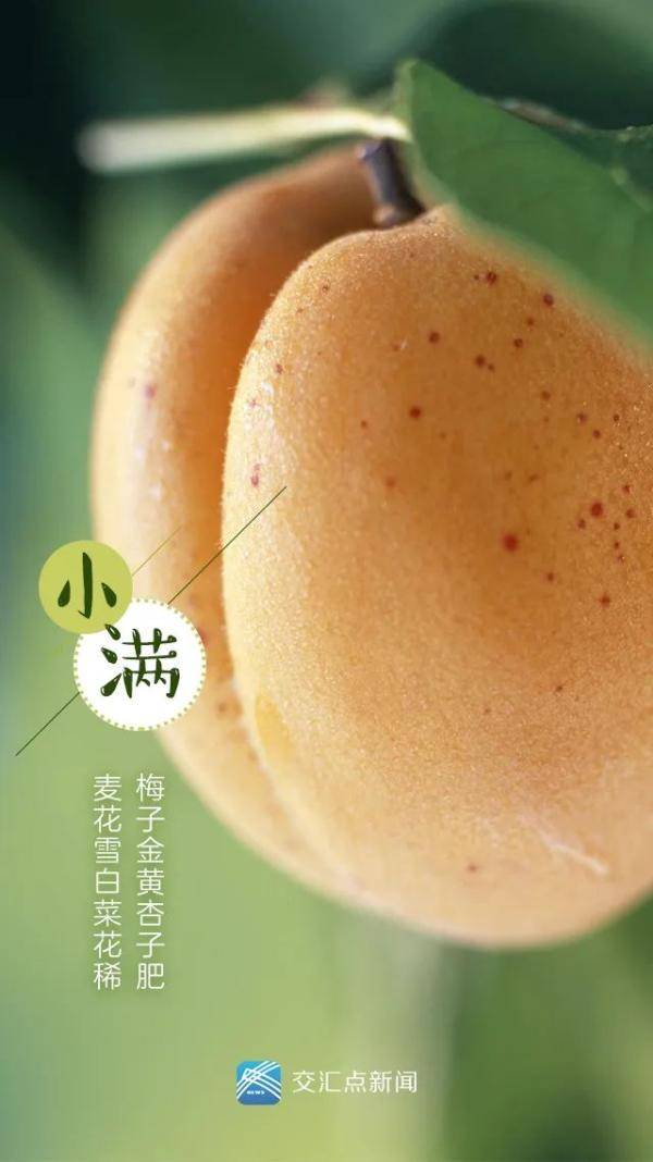 今日小满:最爱垄头麦,迎风笑落红