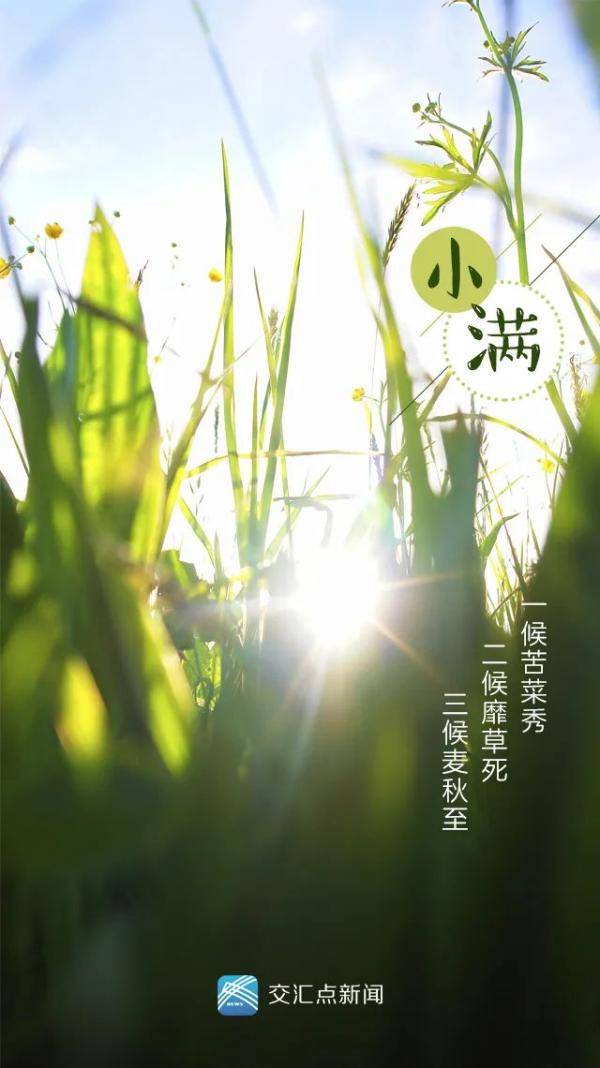 今日小满:最爱垄头麦,迎风笑落红
