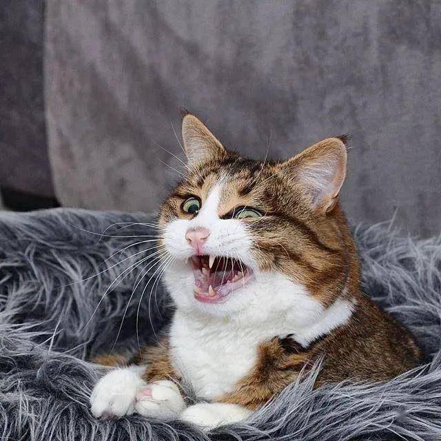 哈哈哈!不行了,这是我吸过最逗的猫