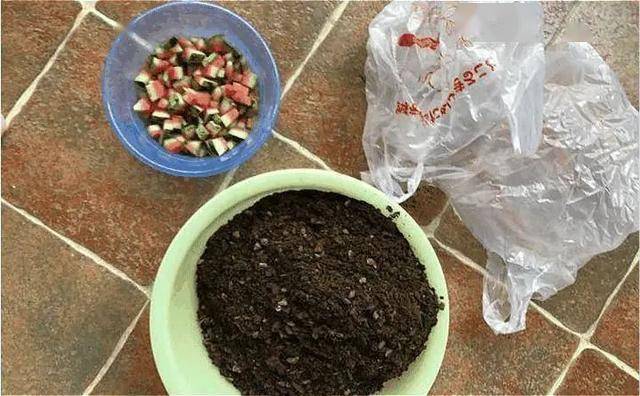 吃剩的西瓜皮竟然可以养花,效果还特别棒