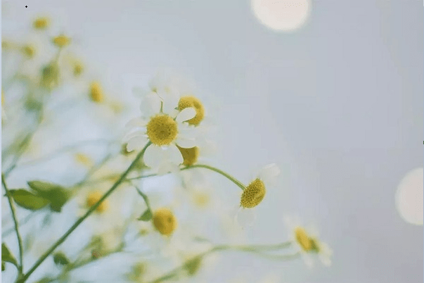 夜读丨余生很长,静待花开
