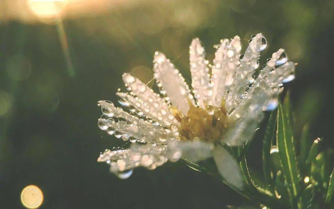 冬季,户外植物绘画写生好季节。