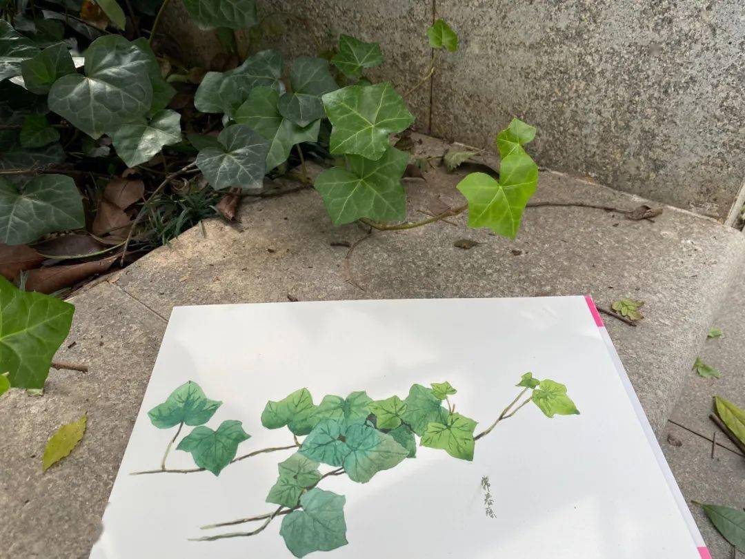 冬季,户外植物绘画写生好季节。