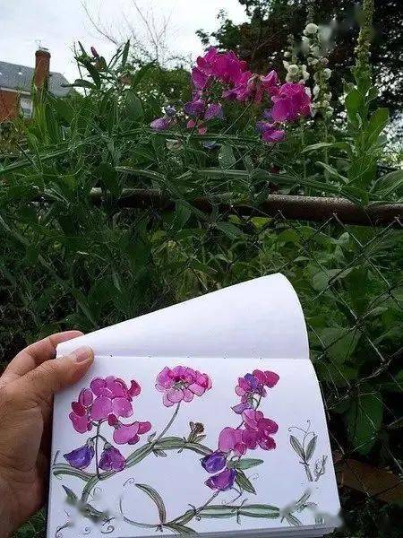 这位老兄弟呀,把自己花园植物画了个遍..