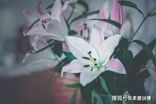 有一种爱,不相见,不打扰