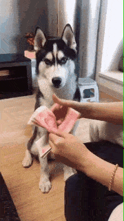 搞笑gif:做梦也没有想到,会有这样一份工作
