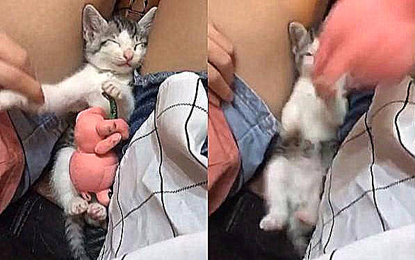小奶猫睡得正香,主人非要送礼物,一看礼物气地一脚踢飞!