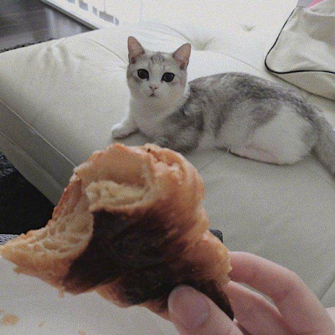 忙碌了半天的猫师傅最终选择吃软饭