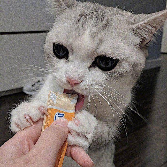 忙碌了半天的猫师傅最终选择吃软饭