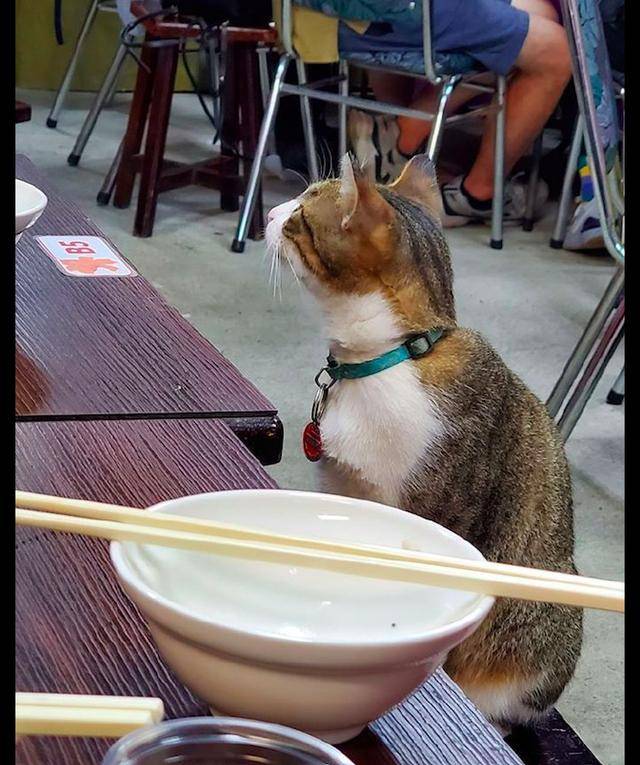 网友和朋友在外面吃饭,一只小猫突然爬到桌边,猫:我来晚了啊