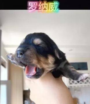 狗子的世界有点乱,怀孕柯基生下5个不同品种的幼犬