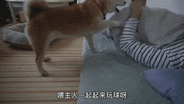 柴犬从小要主人抱着睡,宠主生病后,它的行为暖心又好笑