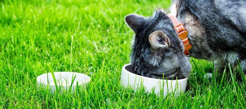 「绊运猫舍」被家猫咬不打针是常事 家猫咬伤不要怕