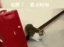 令猫窒息的操作,小猫咪:我都准备好了你们就这样?