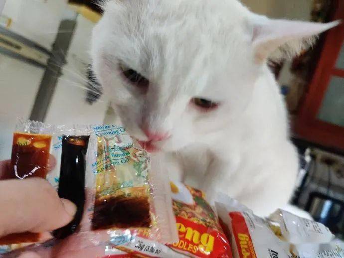 猫咪不爱吃罐头,却对方便面情有独钟:品味很清奇呀