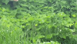 猫受委屈是什么样?