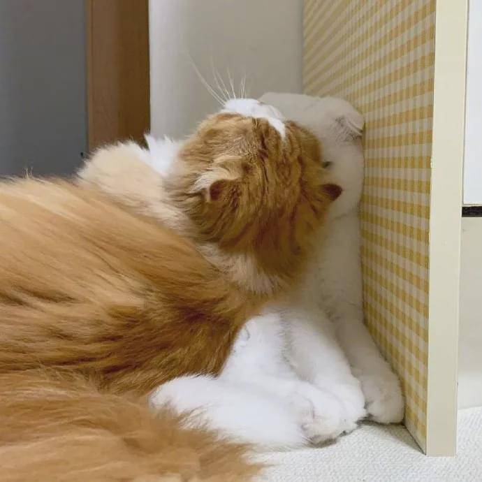 猫受委屈是什么样?