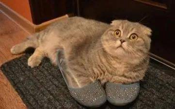 猫咪:“主人的臭鞋,真让本喵爱不释手”