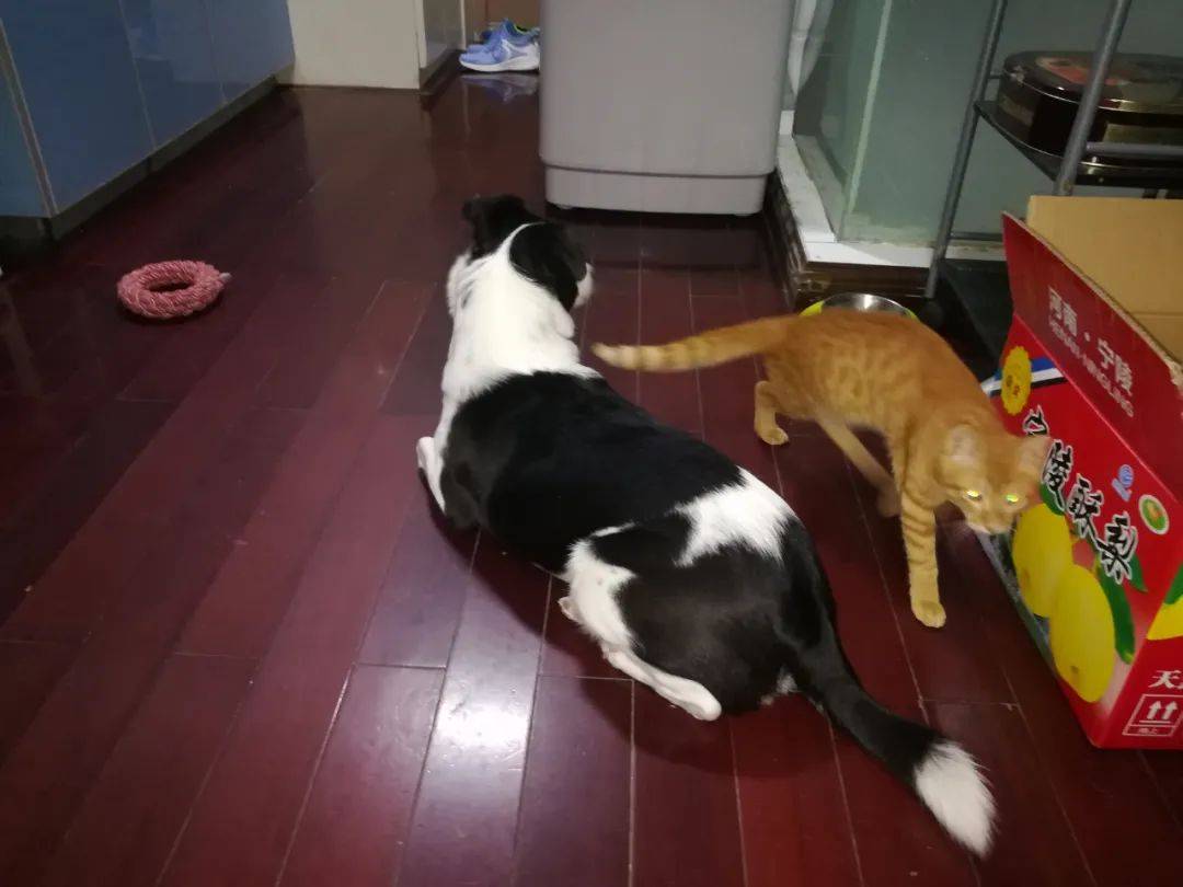 小猫咪被领回家,和狗子相处太融洽了,甚至把铲屎官都晾在一边