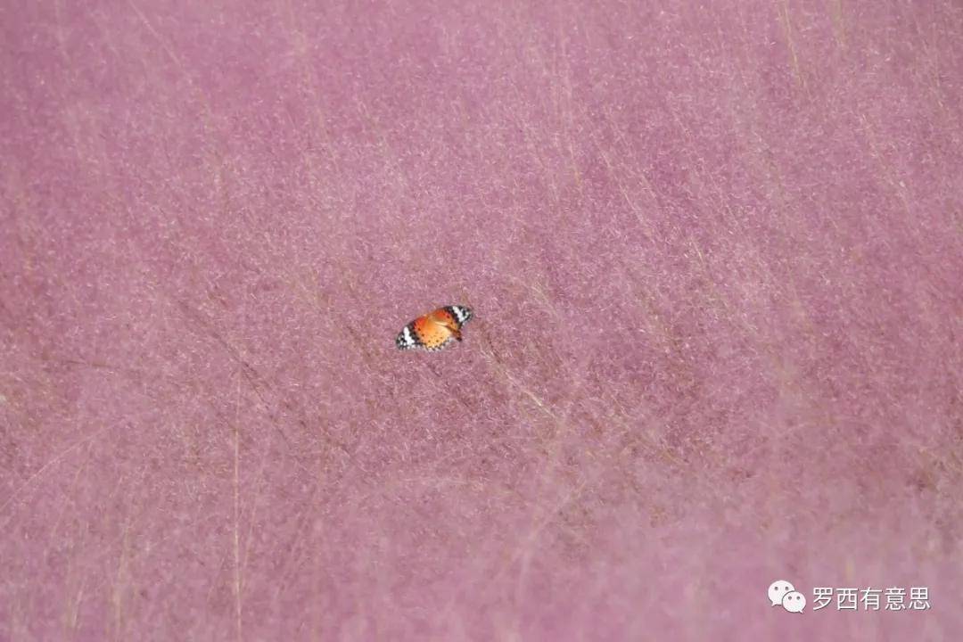 罗西:穷且无聊,所以一往情深?|名家阅读