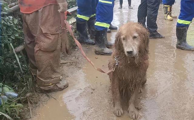 搜救犬图图的退休生活:成小区明星,遇见其它狗会走正步,还拆家