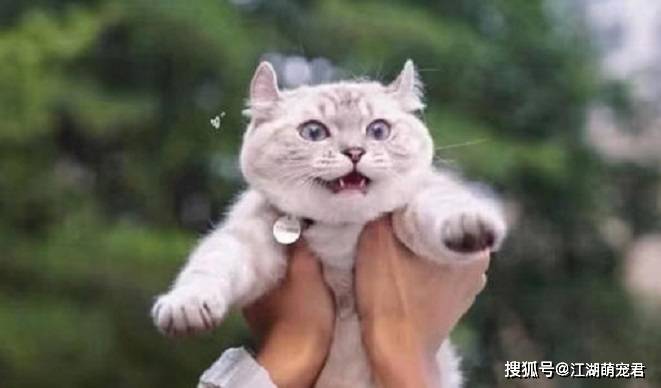 各位铲屎官在你睡觉后,猫咪会做这8件事,你知道吗