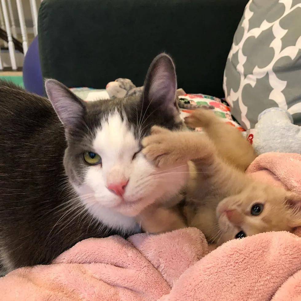 新来的小橘猫不受家里大猫的欢迎,它只用了一招成功把大猫征服
