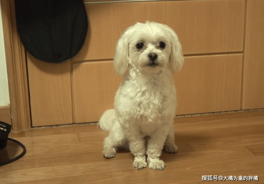 小狗不爱看人“握手”,逼得家人不能同桌吃饭,一家人都被它咬过