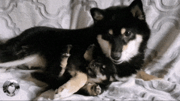 柴犬紧抱自己孩子,哀求主人放下它,就生了一只,别送走了