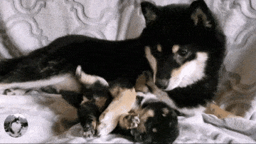 柴犬紧抱自己孩子,哀求主人放下它,就生了一只,别送走了