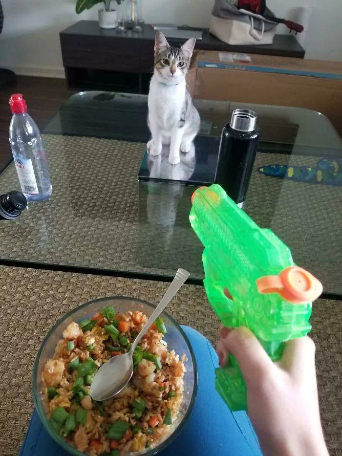 “自从养了猫,我的脾气越来越好了”