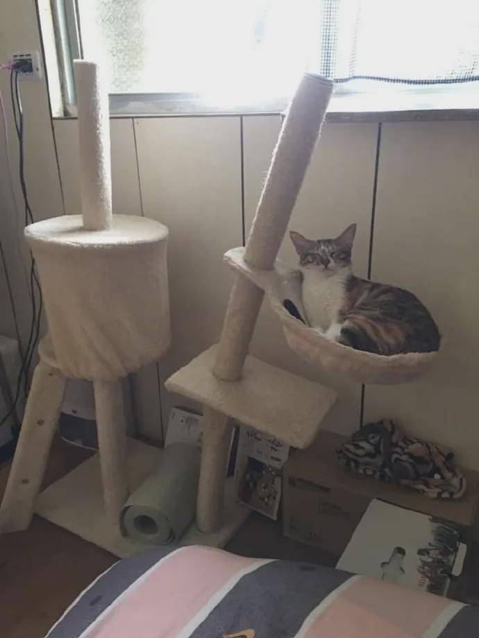 猫爬架眼看就要塌了,猫非要再上去坐,结果……