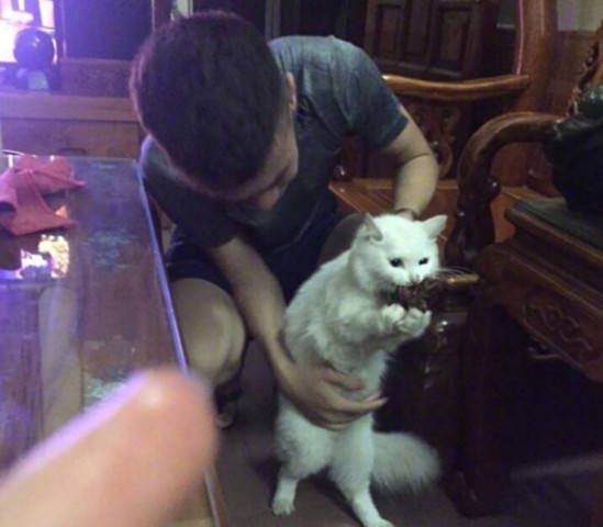 主人津津有味吃烤鸡,猫咪冷不丁动手抢走,下一幕让人哭笑不得
